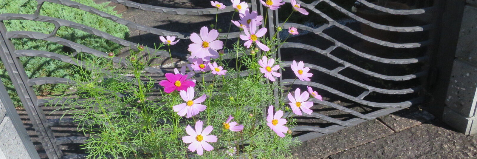 フラワーギャラリー