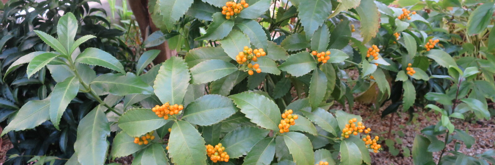 フラワーギャラリー