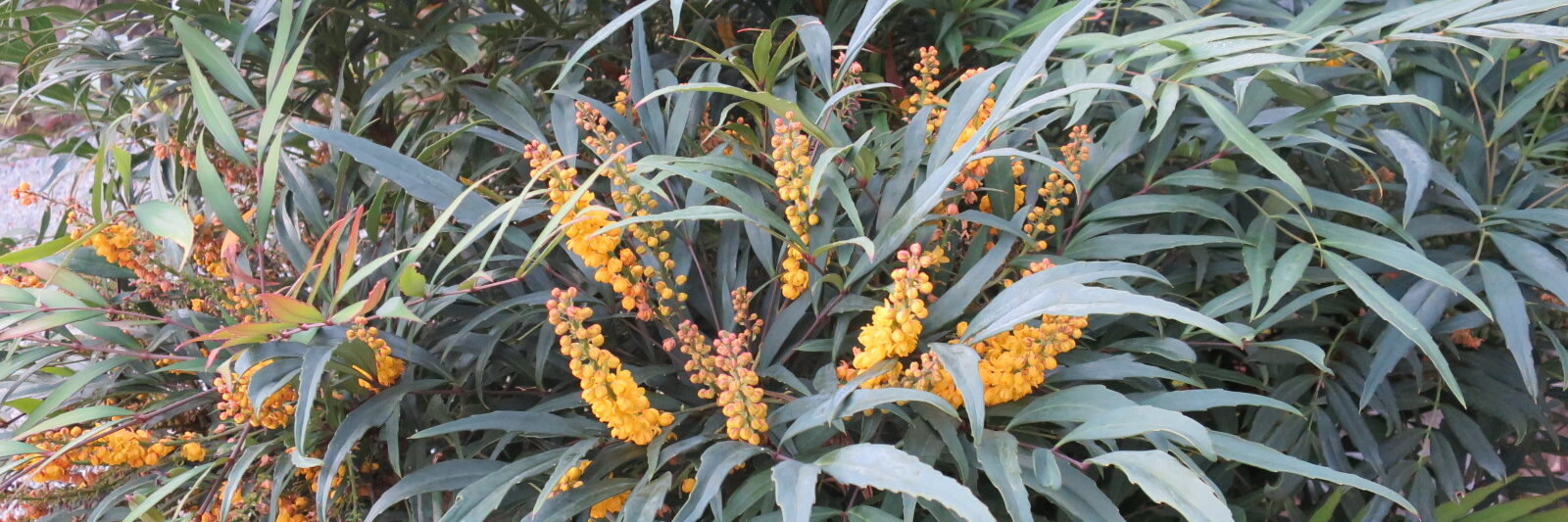 フラワーギャラリー