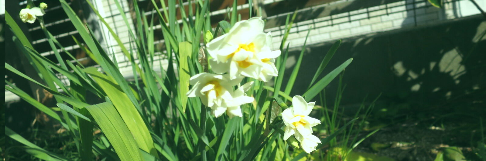 フラワーギャラリー