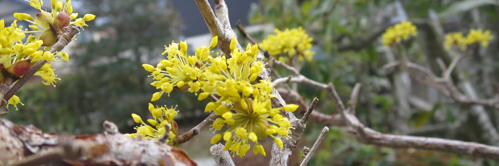 フラワーギャラリー