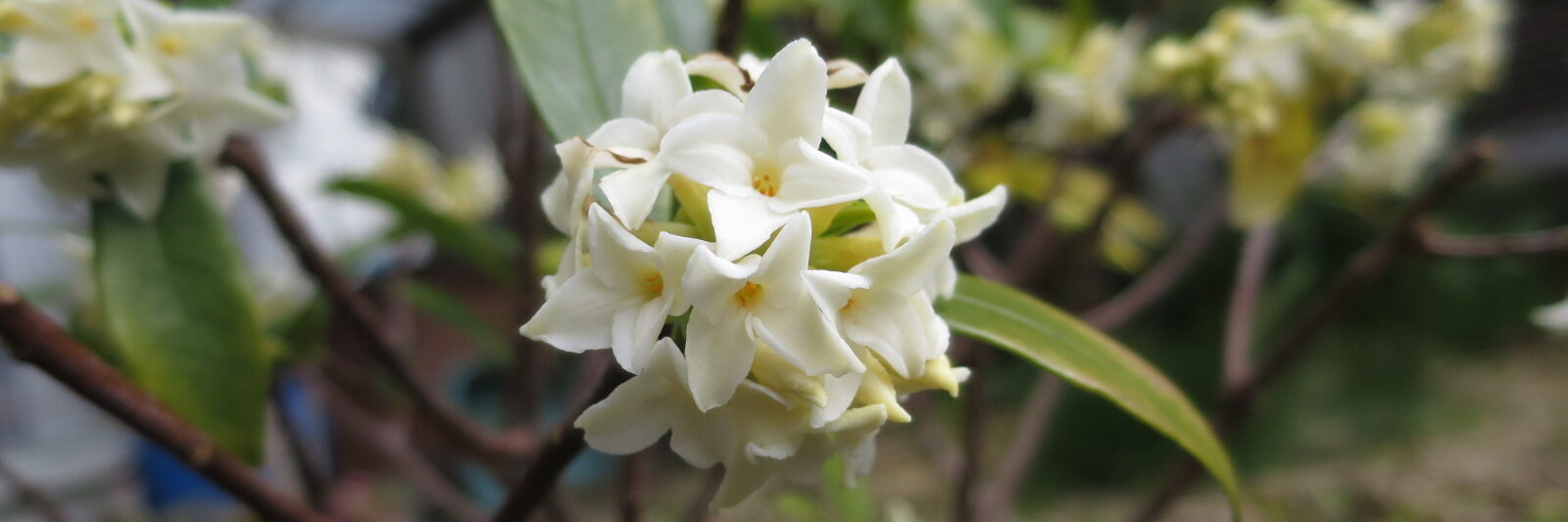 フラワーギャラリー